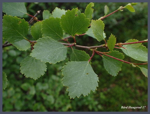 dvergbj-rk-x-dunbj-rk-betula-nana-ssp-nana-x-pubescens